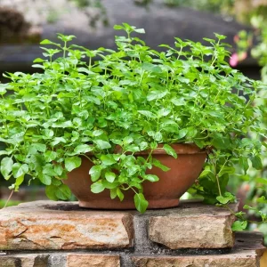Spearmint Live Plant - 2 Pack Herb Starters - Culinary Garden Mint - USDA Zones 3-11 - Image 3