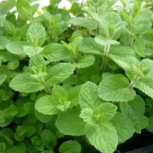 Spearmint Live Plant - 2 Pack Herb Starters - Culinary Garden Mint - USDA Zones 3-11 - Image 4