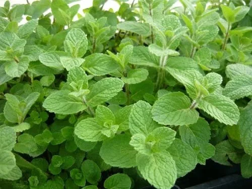 Spearmint Live Plant - 2 Pack Herb Starters - Culinary Garden Mint - USDA Zones 3-11 - Image 4