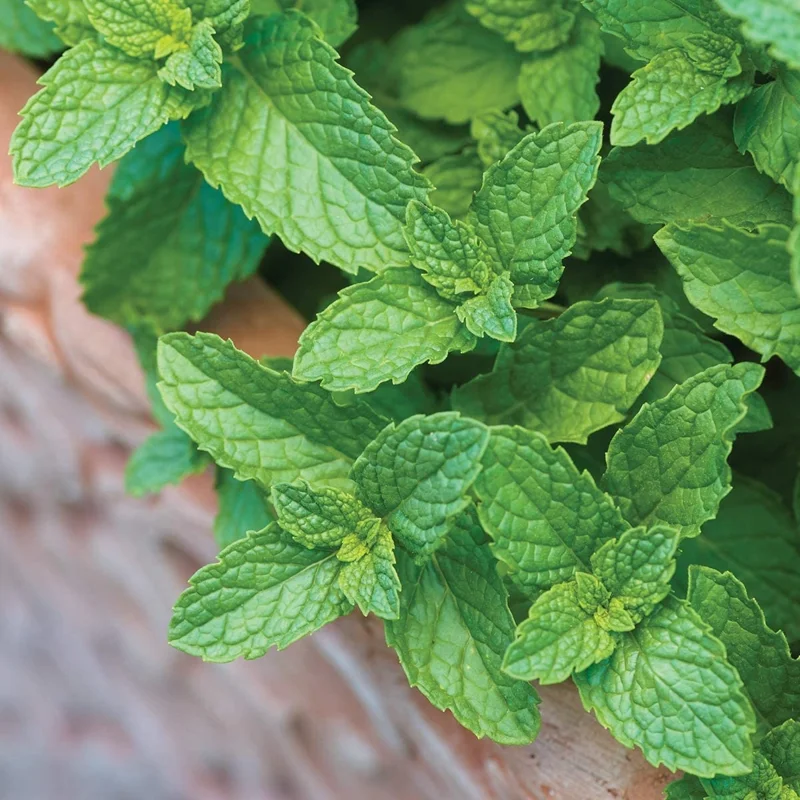Spearmint Live Plant - 2 Pack Herb Starters - Culinary Garden Mint - USDA Zones 3-11 - Image 1