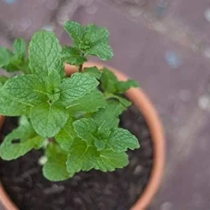 Spearmint Live Plant - 2 Pack Herb Starters - Culinary Garden Mint - USDA Zones 3-11 - Image 5