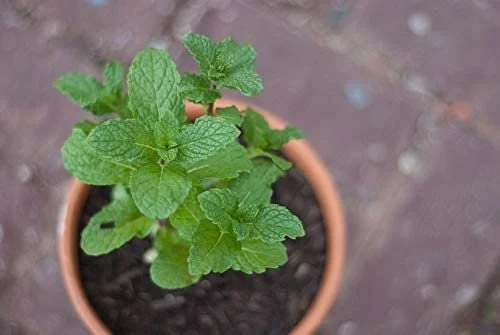 Spearmint Live Plant - 2 Pack Herb Starters - Culinary Garden Mint - USDA Zones 3-11 - Image 5