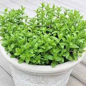Spearmint Live Plant - 2 Pack Herb Starters - Culinary Garden Mint - USDA Zones 3-11 - Image 6