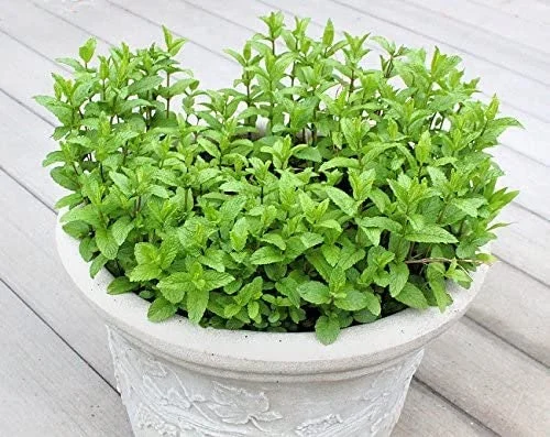 Spearmint Live Plant - 2 Pack Herb Starters - Culinary Garden Mint - USDA Zones 3-11 - Image 6