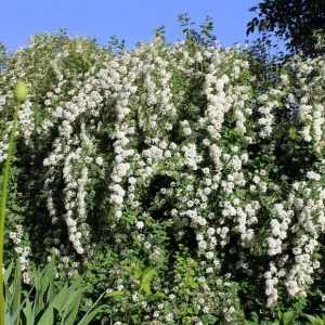 Spiraea 'June Bride' Live Plant - White Flowering Deciduous Shrub - 6-8 Inch Starter - Image 2