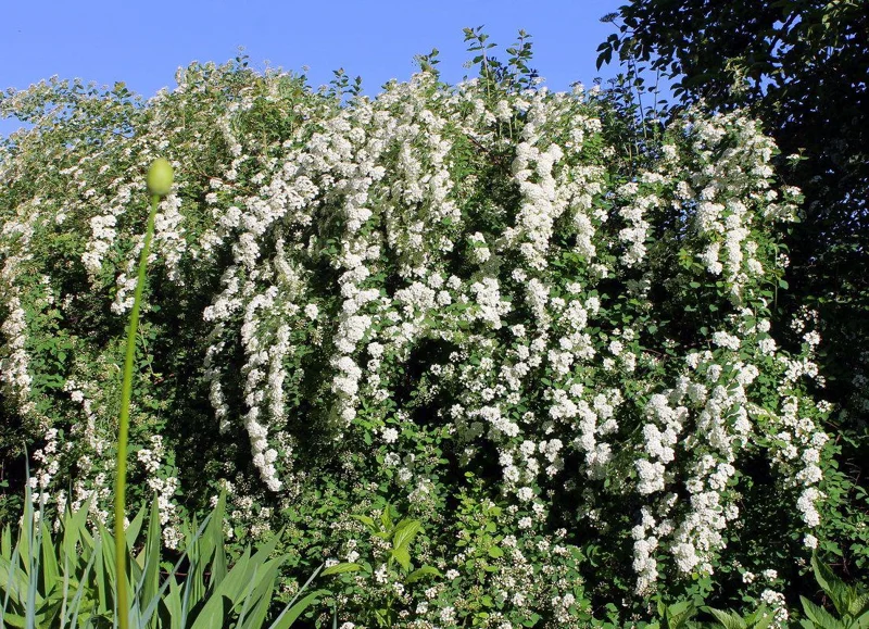 Spiraea 'June Bride' Live Plant - White Flowering Deciduous Shrub - 6-8 Inch Starter - Image 2