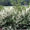 Spiraea 'June Bride' Live Plant - White Flowering Deciduous Shrub - 6-8 Inch Starter - Image 1