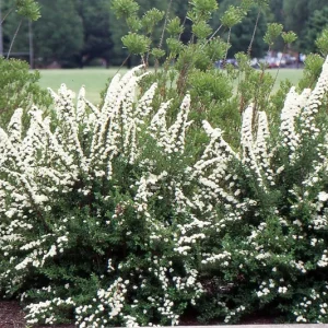 Spiraea 'June Bride' Live Plant - White Flowering Deciduous Shrub - 6-8 Inch Starter - Image 1