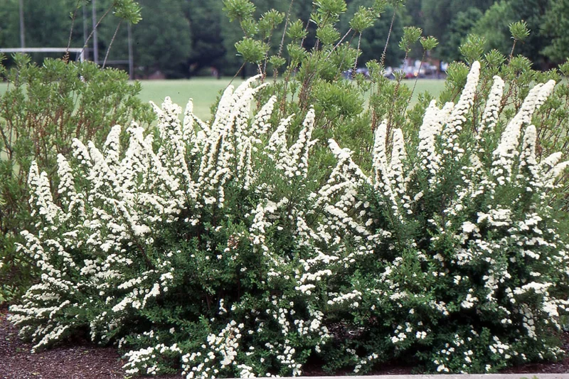 Spiraea 'June Bride' Live Plant - White Flowering Deciduous Shrub - 6-8 Inch Starter - Image 1