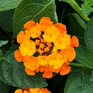 Spreading Sunset Lantana Live Plant - 5-9