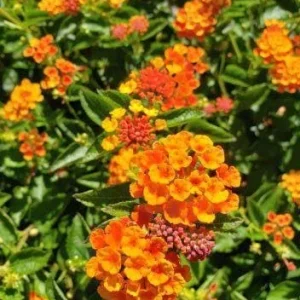 Spreading Sunset Lantana Live Plant - 5-9