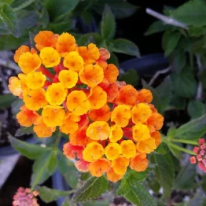 Spreading Sunset Lantana Live Plant - 5-9