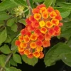 Spreading Sunset Lantana Live Plant - 5-9" Tall, Pack of 2, Trailing, Outdoor - Image 1