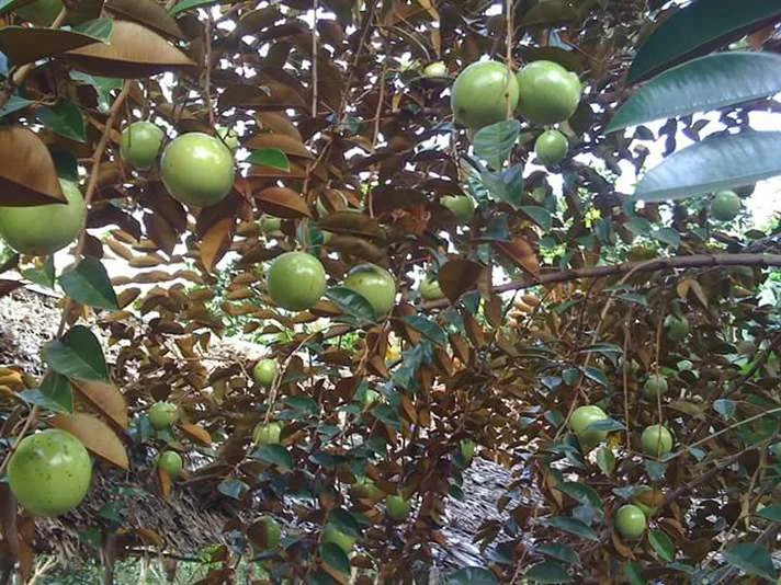 Star Apple Purple Live Plant – 1/2 Gallon Pot – Tropical Fruit Tree - Image 2