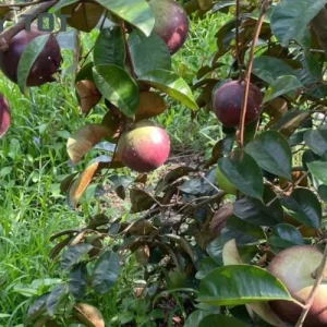 Star Apple Purple Live Plant – 1/2 Gallon Pot – Tropical Fruit Tree - Image 3