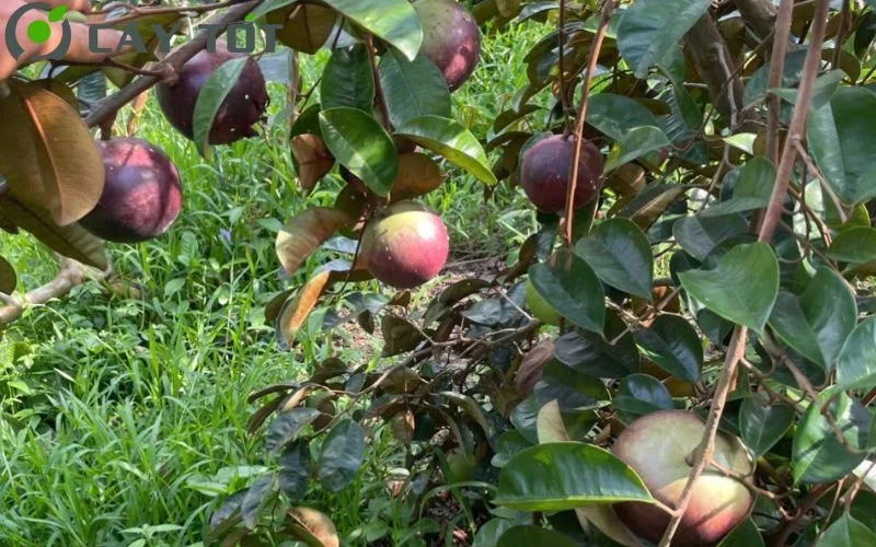 Star Apple Purple Live Plant – 1/2 Gallon Pot – Tropical Fruit Tree - Image 3