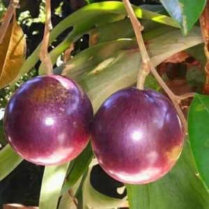 Star Apple Purple Live Plant – 1/2 Gallon Pot – Tropical Fruit Tree - Image 1