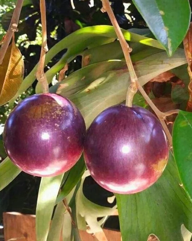 Star Apple Purple Live Plant – 1/2 Gallon Pot – Tropical Fruit Tree - Image 1