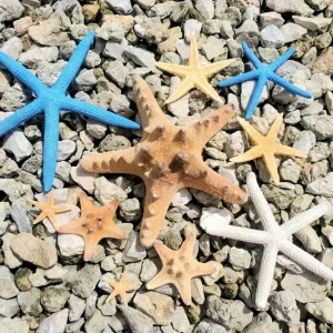 Starfish Sampler Pack - 9 Assorted Real Starfish for Decor & Crafts, 1-4 inch - Image 2