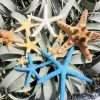 Starfish Sampler Pack - 9 Assorted Real Starfish for Decor & Crafts, 1-4 inch - Image 1