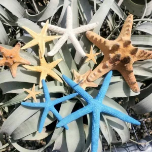 Starfish Sampler Pack - 9 Assorted Real Starfish for Decor & Crafts, 1-4 inch - Image 1