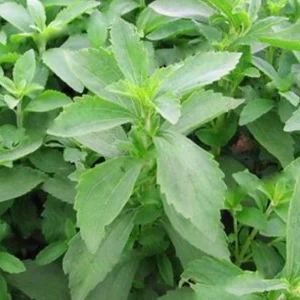Stevia Live Plant - Pack of 3 Sweetleaf Starter Plants - 36in Tall - Indoor/Outdoor - Image 2