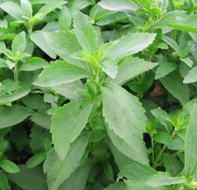 Stevia Live Plant - Pack of 3 Sweetleaf Starter Plants - 36in Tall - Indoor/Outdoor - Image 2