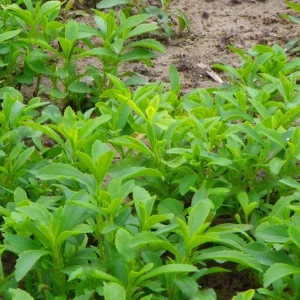 Stevia Live Plant - Pack of 3 Sweetleaf Starter Plants - 36in Tall - Indoor/Outdoor - Image 3