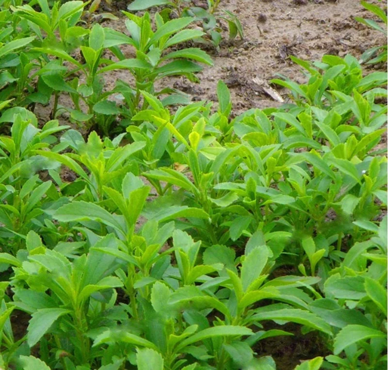 Stevia Live Plant - Pack of 3 Sweetleaf Starter Plants - 36in Tall - Indoor/Outdoor - Image 3