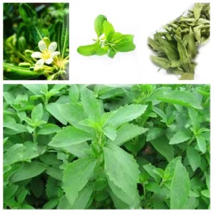 Stevia Live Plant - Pack of 3 Sweetleaf Starter Plants - 36in Tall - Indoor/Outdoor - Image 4