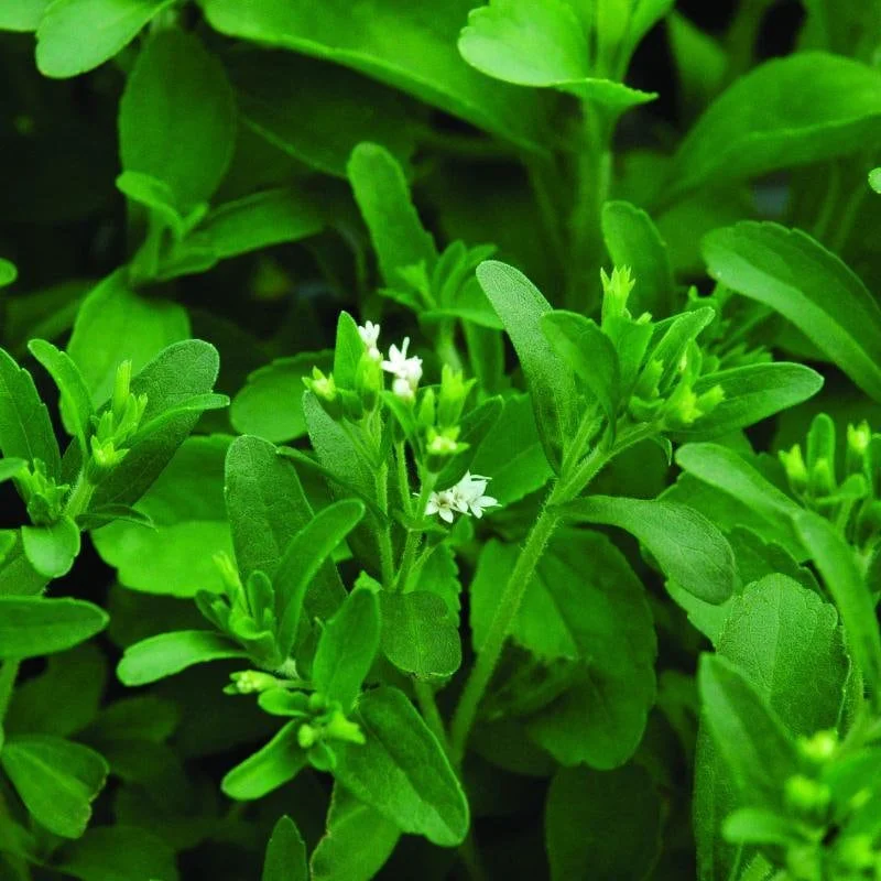 Stevia Live Plant - Pack of 3 Sweetleaf Starter Plants - 36in Tall - Indoor/Outdoor - Image 5