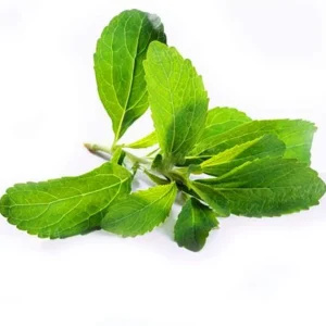 Stevia Live Plant - Pack of 3 Sweetleaf Starter Plants - 36in Tall - Indoor/Outdoor - Image 1