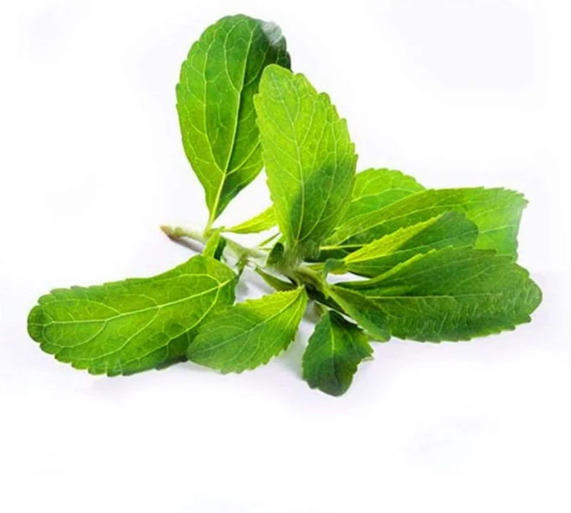 Stevia Live Plant - Pack of 3 Sweetleaf Starter Plants - 36in Tall - Indoor/Outdoor - Image 1