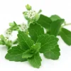 Stevia Rebaudiana Seeds - 400+ Organic Non-GMO Natural Sweetener Herb Seeds - Image 1