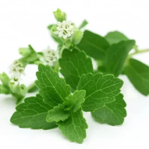 Stevia Rebaudiana Seeds - 400+ Organic Non-GMO Natural Sweetener Herb Seeds - Image 1