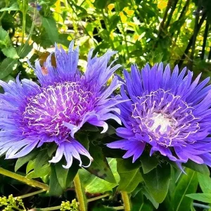 Stokesia Blue Danube Live Plant – Perennial Flower – 2.5x3.5 inch Pot – Outdoor - Image 1