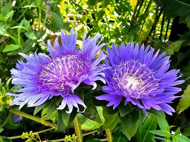 Stokesia Blue Danube Live Plant – Perennial Flower – 2.5x3.5 inch Pot – Outdoor - Image 1