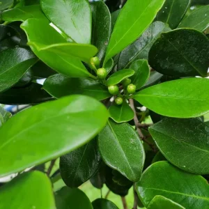 Strawberry Guava Live Plant - 4 inch Pot - Psidium cattleyanum - Edible Fruit - Image 2