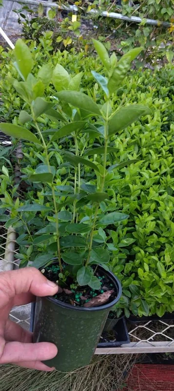 Strawberry Guava Live Plant – Half Gallon Pot – Edible Fruit Bush - Image 2