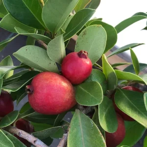 Strawberry Guava Live Plant – Half Gallon Pot – Edible Fruit Bush - Image 1