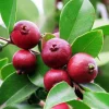 Strawberry Guava Live Plant - Psidium cattleyanum - Edible Fruit Tree - 5-9" Tall - Indoor/Outdoor - Image 1