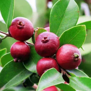 Strawberry Guava Live Plant - Psidium cattleyanum - Edible Fruit Tree - 5-9