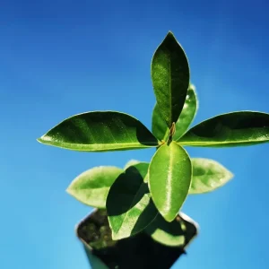 Strawberry Guava Live Plant - Psidium cattleyanum - Edible Fruit Tree - 5-9
