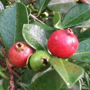 Strawberry Guava Live Plant - Psidium cattleyanum - Edible Fruit Tree - 5-9