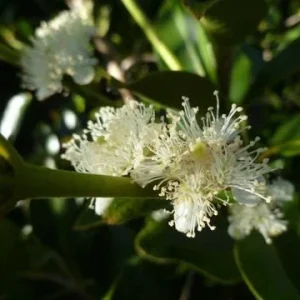 Strawberry Guava Live Plant - Psidium cattleyanum - Edible Fruit Tree - 5-9