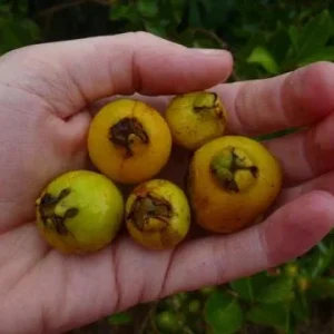 Strawberry Guava Live Plant - Psidium cattleyanum - Edible Fruit Tree - 5-9