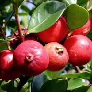 Strawberry Guava Live Plant - Psidium cattleyanum - Edible Fruit Tree - 5-9