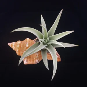 Stripped Fox Seashell 3-5