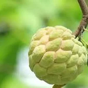 Sugar Apple Live Plant – 10-14in Half Gallon Pot – Annona squamosa Fruit Tree - Image 2