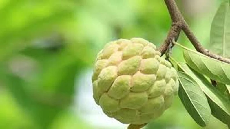 Sugar Apple Live Plant – 10-14in Half Gallon Pot – Annona squamosa Fruit Tree - Image 2
